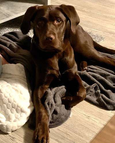 Labradorfans-Beitrag-Bild