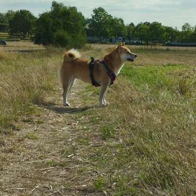 Hundetreffen-Hundetreffen und alles was dazu gehört 😀-Bild