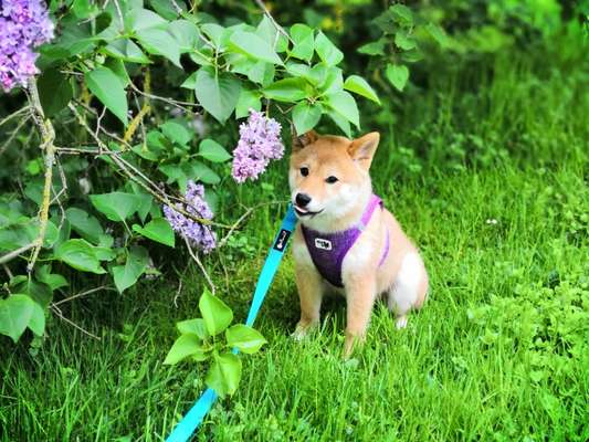 Fotochallange 63: "Dein blühendes Hündchen"-Beitrag-Bild