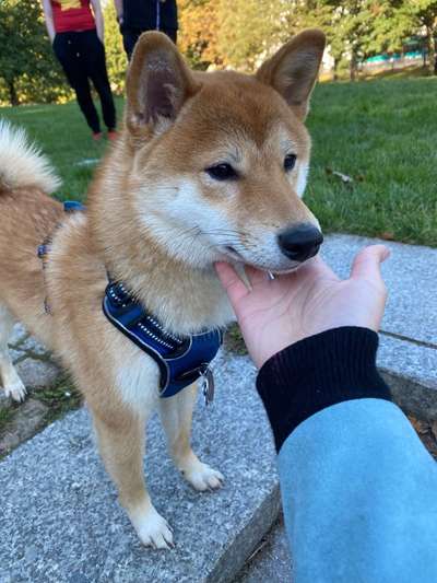 Shiba Inu und andere japanische Rassen!-Beitrag-Bild