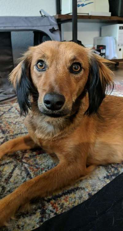 Hunde aus Griechenland-Beitrag-Bild