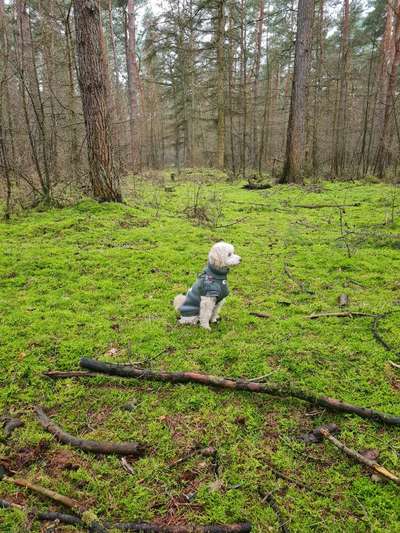 Hundetreffen-Kleinhundetreffen in der Nähe von Schermbeck-Bild