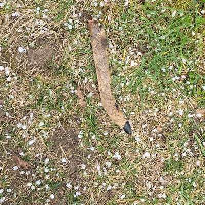 Giftköder-Rehbein-Bild