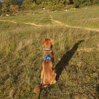 Hundetreffen-Gassirunde am Meenzer Sand-Bild