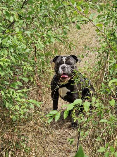 Hundetreffen-Gassirunden-Bild