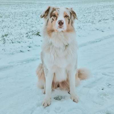 Hundetreffen-Zusammen spazieren gehen
