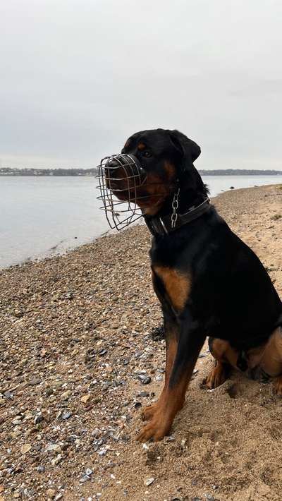 Hundetreffen-Hundebegegnung üben an der Leine-Bild