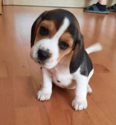 Welpen Bilder !-Beitrag-Bild