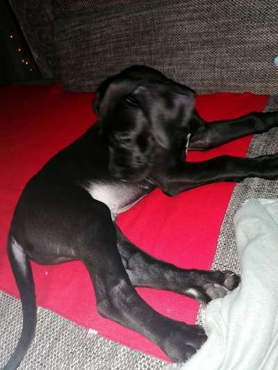 Deutsche Doggen Besitzer zeigt euch-Beitrag-Bild