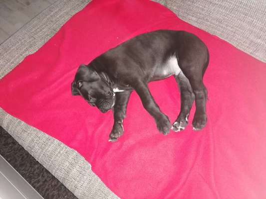 Welpen Bilder !-Beitrag-Bild