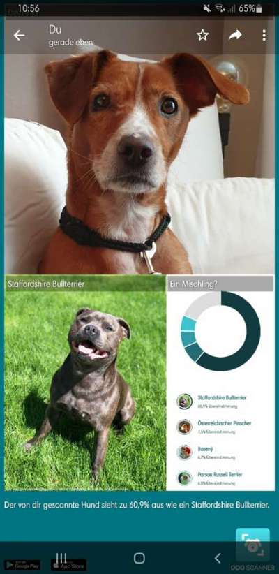 Podencomischling oder Podenco-Beitrag-Bild