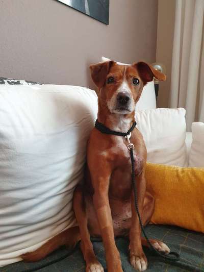 Podencomischling oder Podenco-Beitrag-Bild