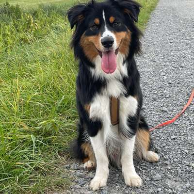 Hundetreffen-Hundefreund gesucht-Bild