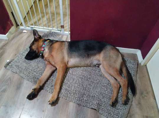 Alles rund um den Schäferhund, diskutieren erwünscht.-Beitrag-Bild