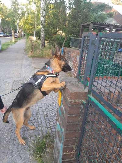 Alles rund um den Schäferhund, diskutieren erwünscht.-Beitrag-Bild