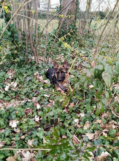 körperlich auslasten-Beitrag-Bild