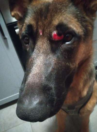 Wunde am Auge-Beitrag-Bild