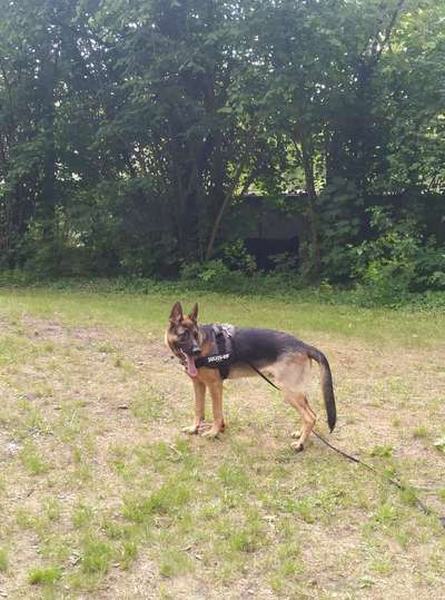 Alles rund um den Schäferhund, diskutieren erwünscht.-Beitrag-Bild