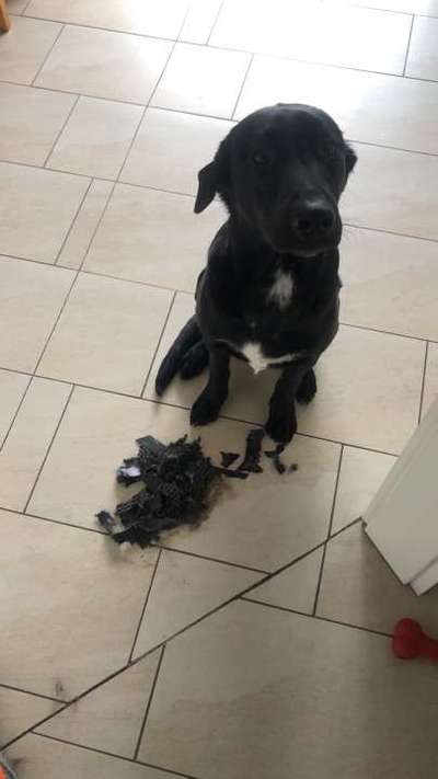 Freche Hunde-Beitrag-Bild