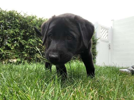 Welpen Bilder !-Beitrag-Bild