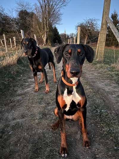 Hundetreffen-Treffen auf dem Scharpernacken in Wuppertal-Bild