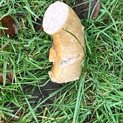 Giftköder-Mutmaßliche Giftköder-Bild