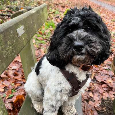 Hundetreffen-Spielkameraden gesucht-Bild