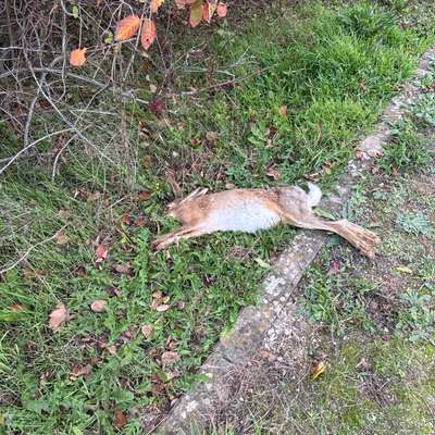 Giftköder-Toter Hase + laufende Hasenjagd-Bild