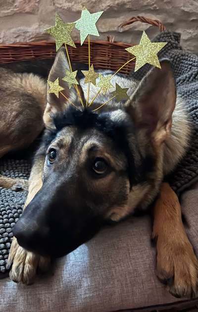 Dogorama Photo Challenge - Portrait-Beitrag-Bild