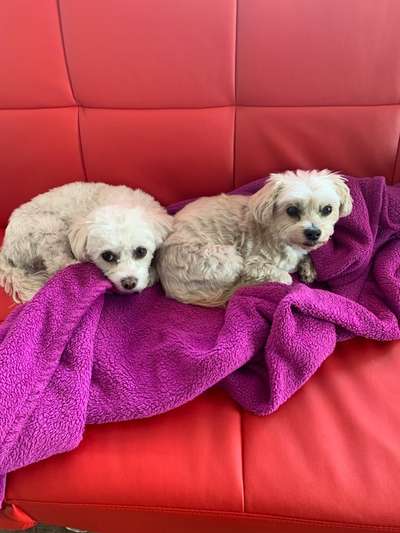 🎈 🦮 Happy Birthday! 🎁🐕-Beitrag-Bild