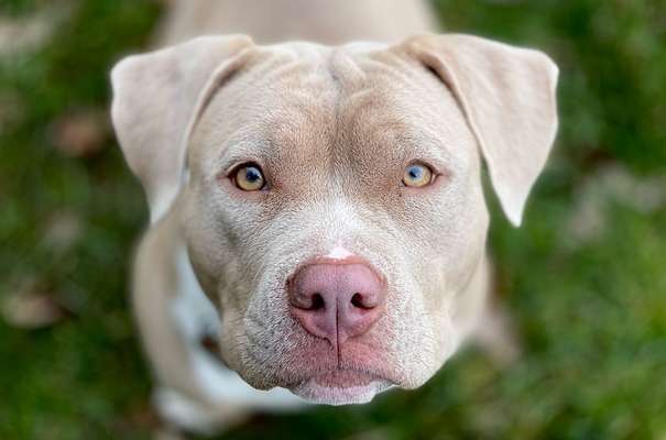 Die Dogorama Kalender Challenge Titelbild-Beitrag-Bild