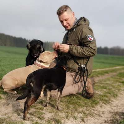 Hundetreffen-Gassi gehen mit Spiel und Spaß durch den Wald-Bild