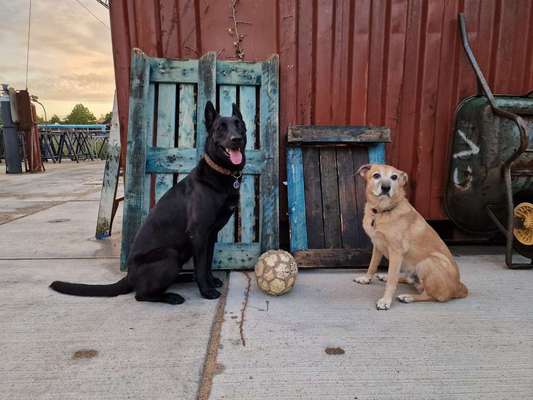 Nicht ganz alltägliche Hundenamen.
Wie kreativ wart ihr?-Beitrag-Bild