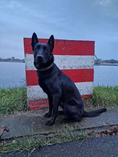 Zeigt eure Malinois!!!-Beitrag-Bild