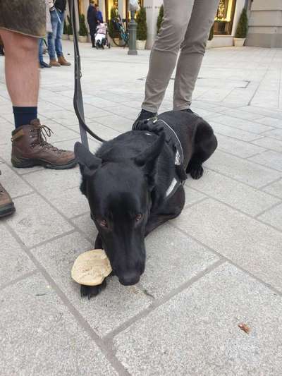 ✨ Hunde auf Weihnachtsmärkten – ja oder nein? ✨-Beitrag-Bild