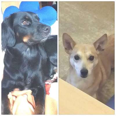 Unsere Fellnasen im Regenbogenland-Beitrag-Bild