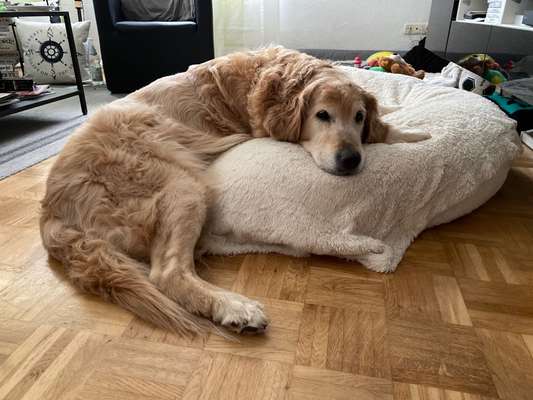 Wo sind die Golden Retriever Liebhaber?-Beitrag-Bild