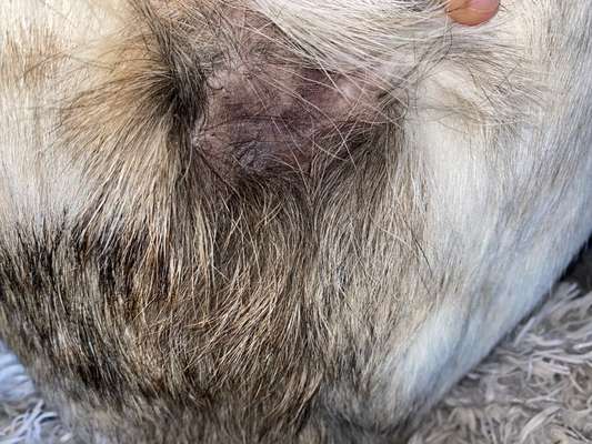 Schwarze Kahle  stelle-Beitrag-Bild