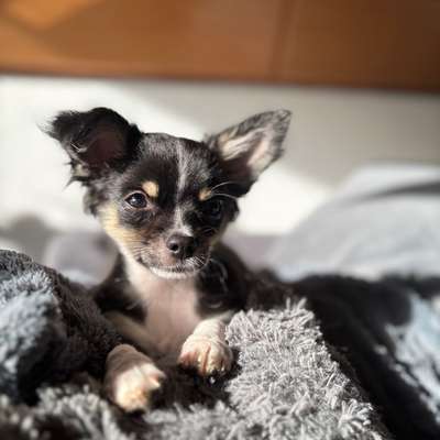 Hundetreffen-Hundetreff in Haigerloch 💕-Bild