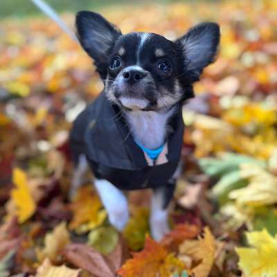 Hundetreffen-Gassi Runde / Spielrunde-Bild