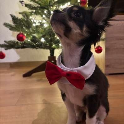 Hundetreffen-Welpen-/ Hundetreffen-Bild