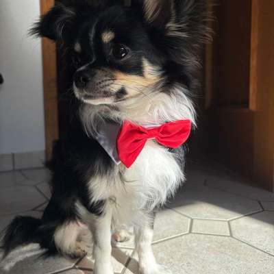 Hundetreffen-Junghundtreffen / Spaziergang-Bild