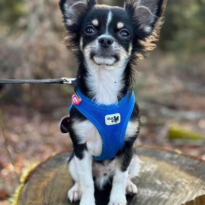 Hundetreffen-Welpenspaziergang (Spielrunde) 🐾-Bild