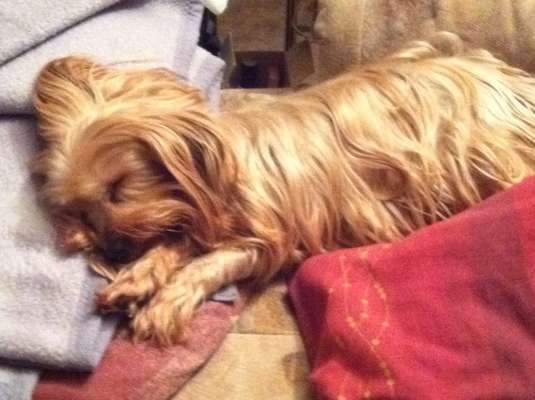 Fotochallenge Nr. 56 - geliebte Senioren-Beitrag-Bild