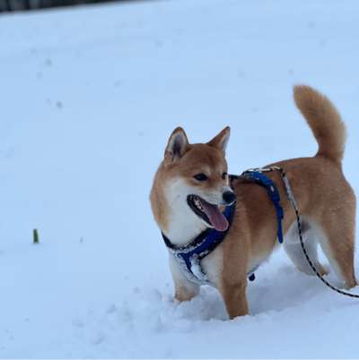 Hundetreffen-Gemeinsam Gassigehen-Bild