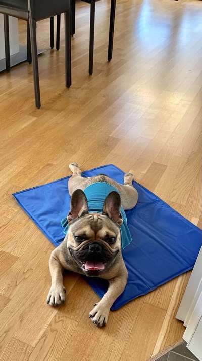 Französische Bulldoggen-Beitrag-Bild