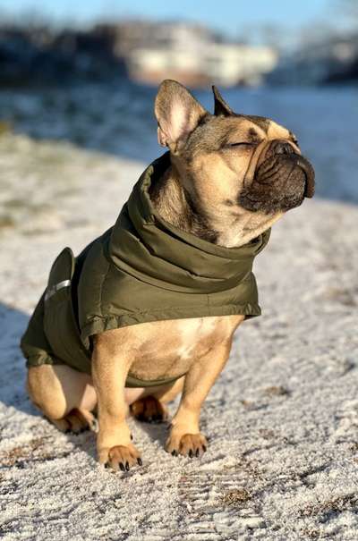 Französische Bulldoggen-Beitrag-Bild