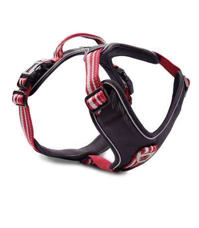 Französische Bulldoggen-Beitrag-Bild