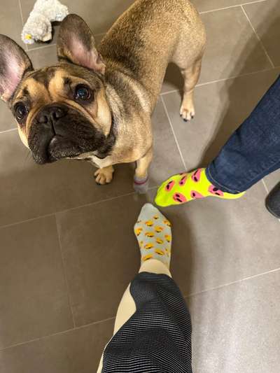 Französische Bulldoggen-Beitrag-Bild