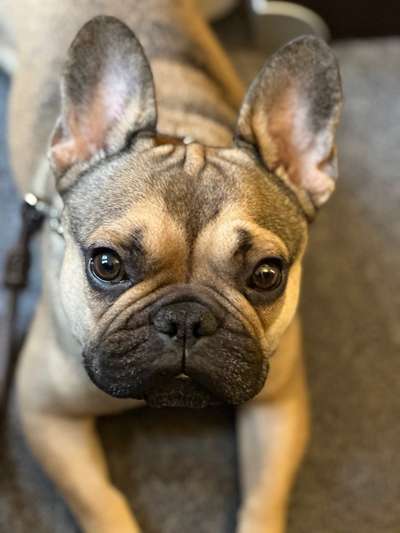 Französische Bulldoggen-Beitrag-Bild